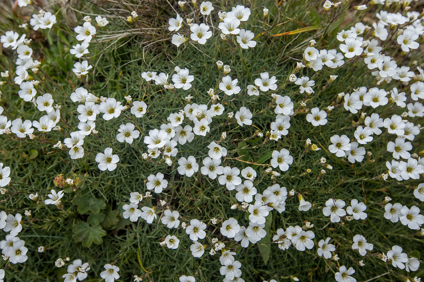 Image of Minuartia circassica specimen.