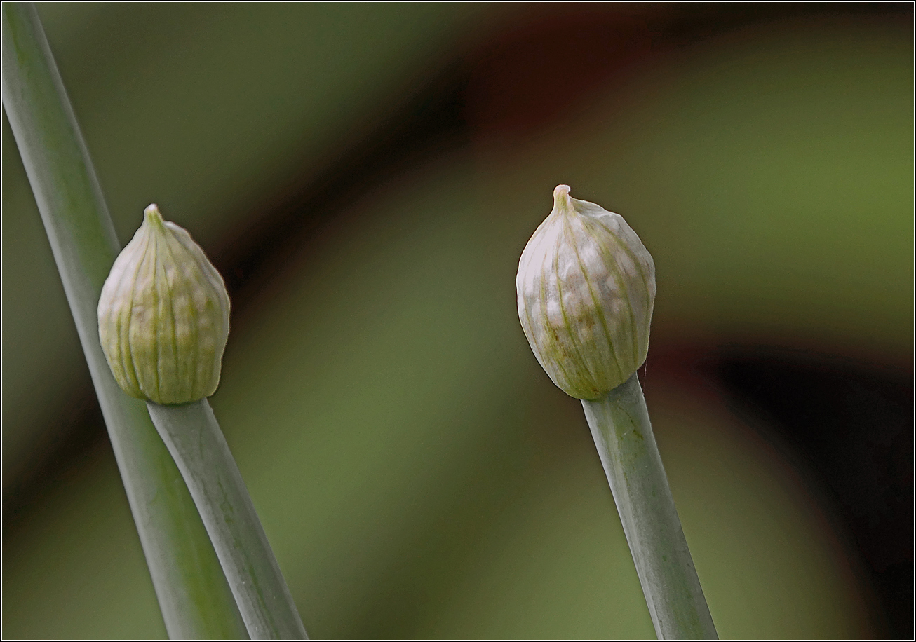 Image of genus Allium specimen.