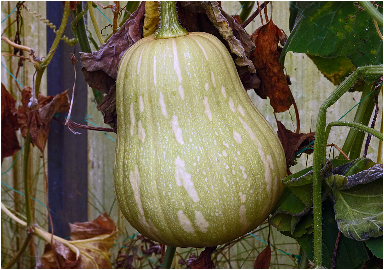 Изображение особи Cucurbita pepo.