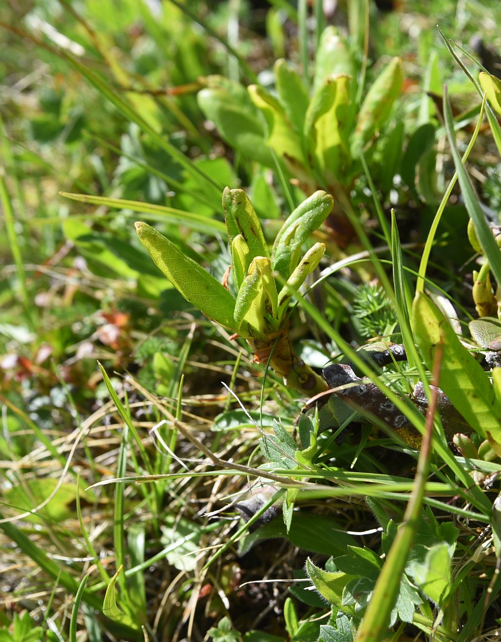 Image of genus Daphne specimen.