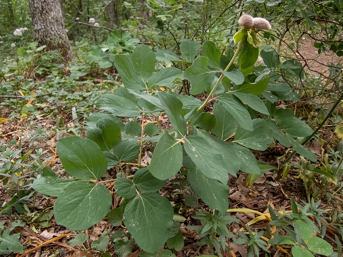 Image of Paeonia daurica specimen.