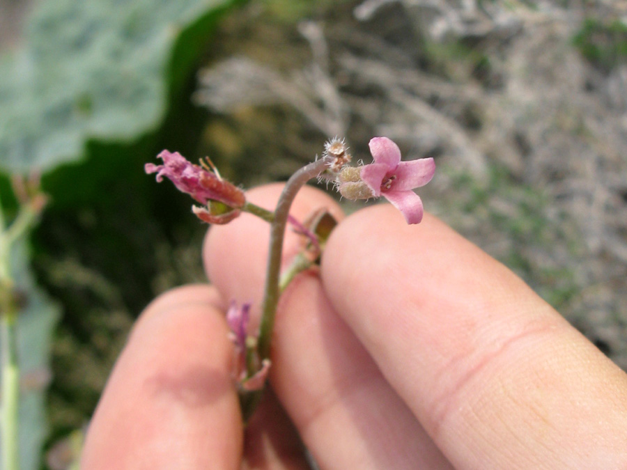 Image of Megacarpaea megalocarpa specimen.