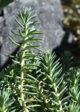 Sedum reflexum