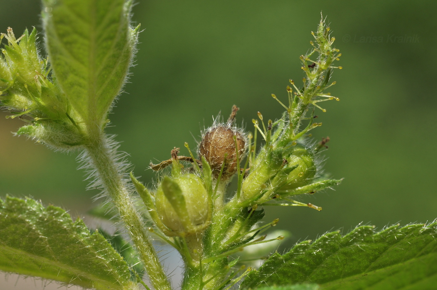 Image of Croton hirtus specimen.