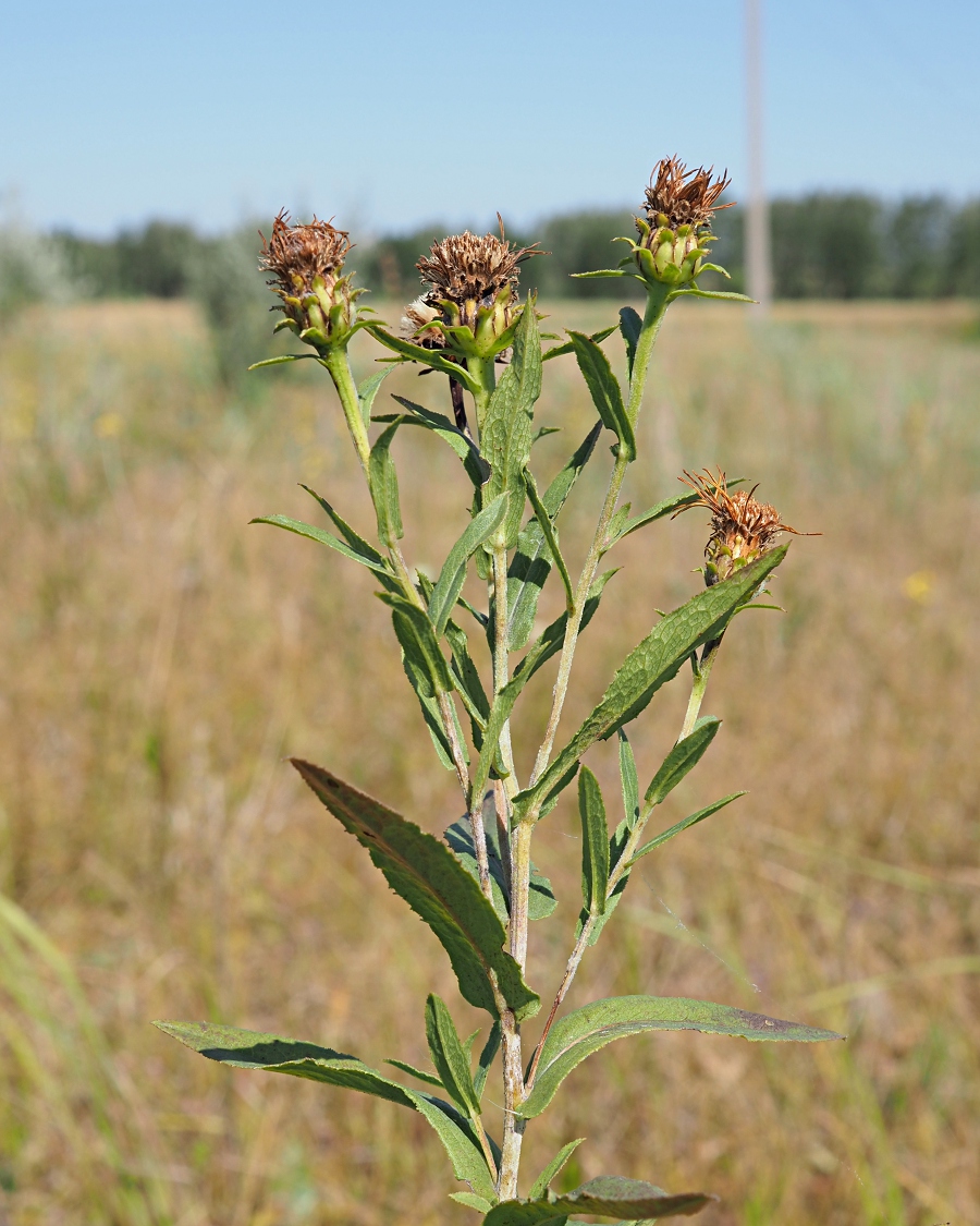 Image of Inula salicina specimen.