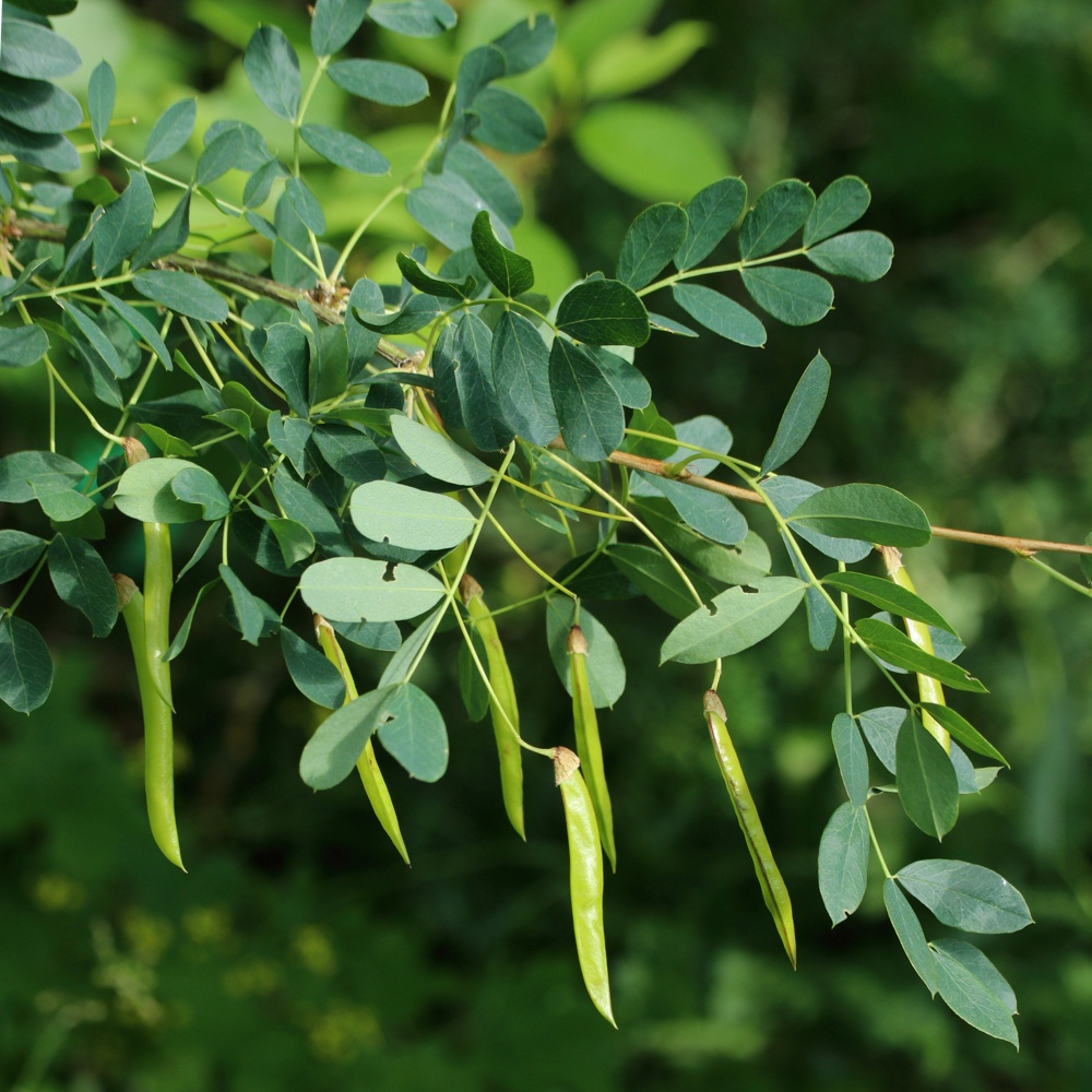 Изображение особи Caragana arborescens.