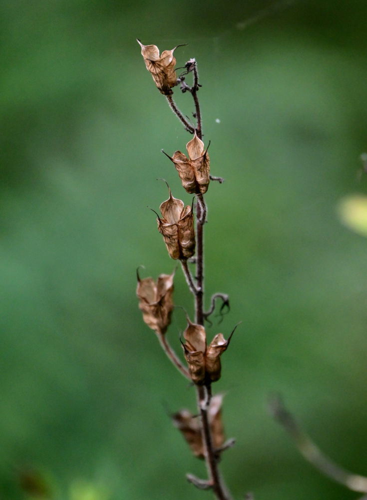 Изображение особи Aconitum septentrionale.