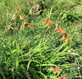 Hemerocallis fulva