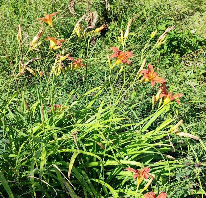 Image of Hemerocallis fulva specimen.