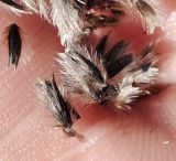 Alopecurus arundinaceus