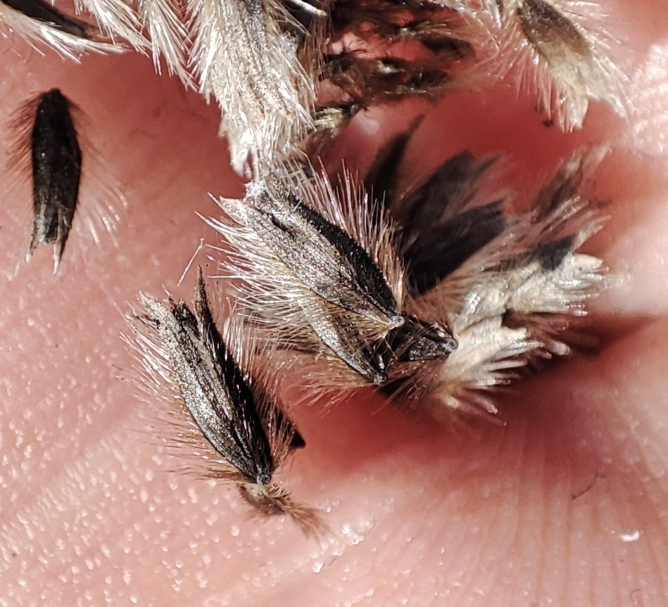 Изображение особи Alopecurus arundinaceus.