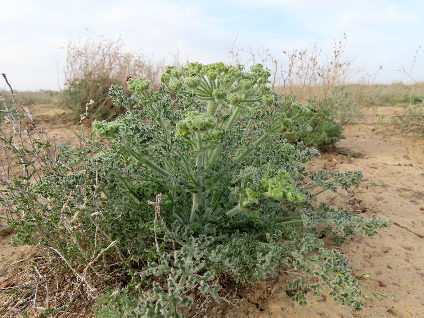 Image of Zosima absinthifolia specimen.