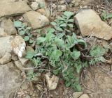 View full-size image Centaurea sintenisiana