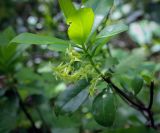 Смотреть изображение Daphne pontica