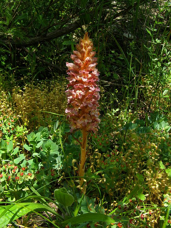 Image of Orobanche callieri specimen.