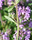 View full-size image genus Thymus