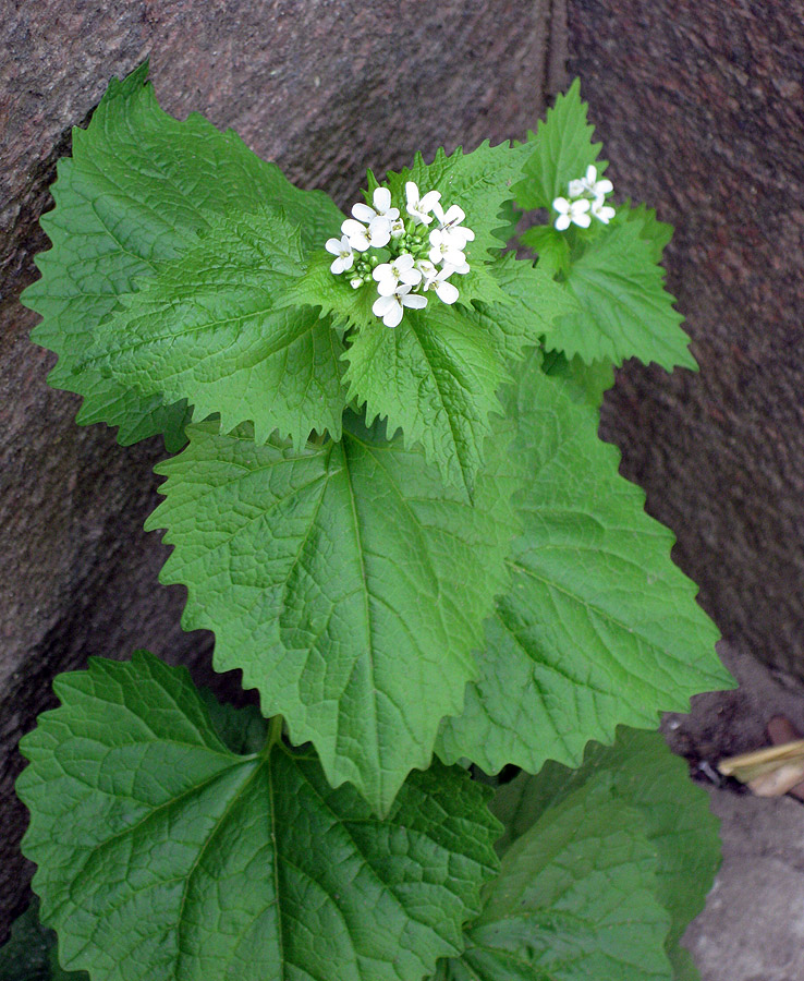 Image of Alliaria petiolata specimen.