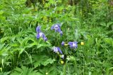 View full-size image Aquilegia olympica