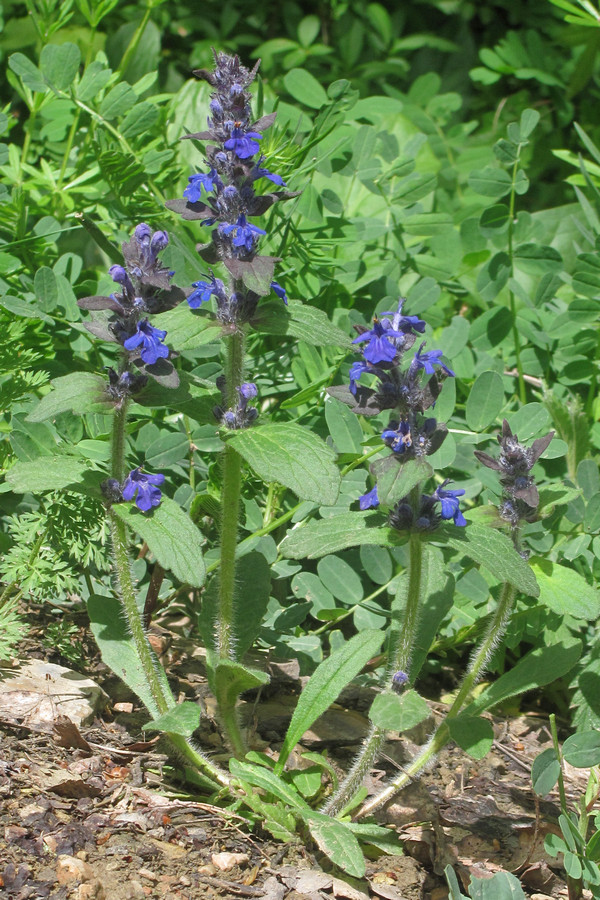 Изображение особи Ajuga genevensis.