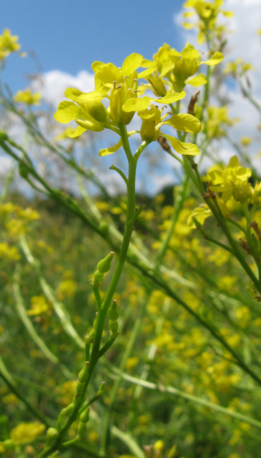 Изображение особи Rapistrum perenne.