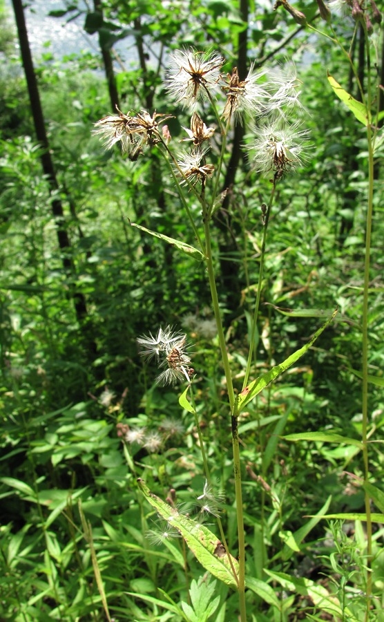 Изображение особи Lactuca sibirica.