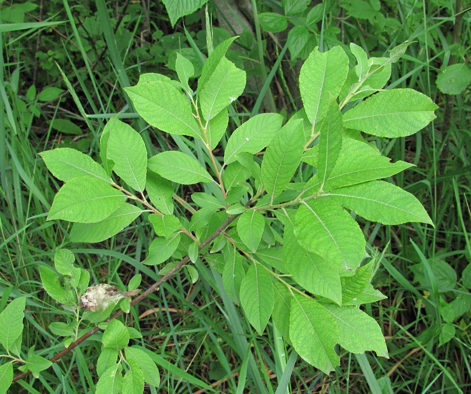 Image of Salix &times; ludificans specimen.