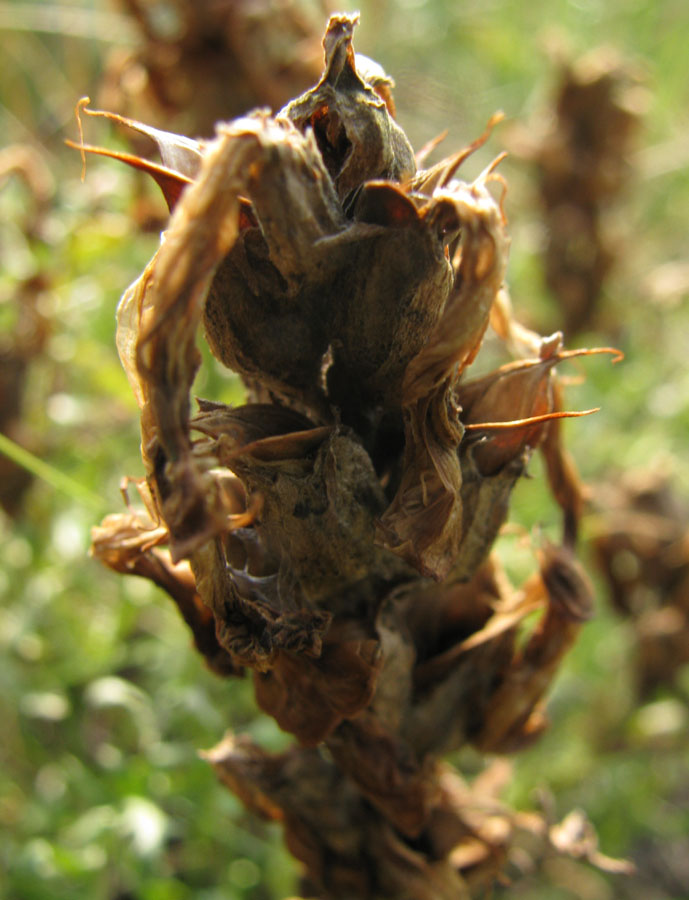 Image of Pedicularis flava specimen.