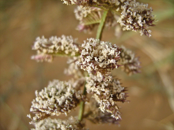 Image of Eragrostis bipinnata specimen.