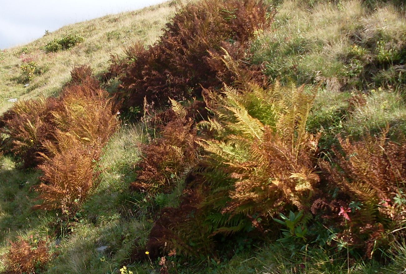 Image of Athyrium distentifolium specimen.