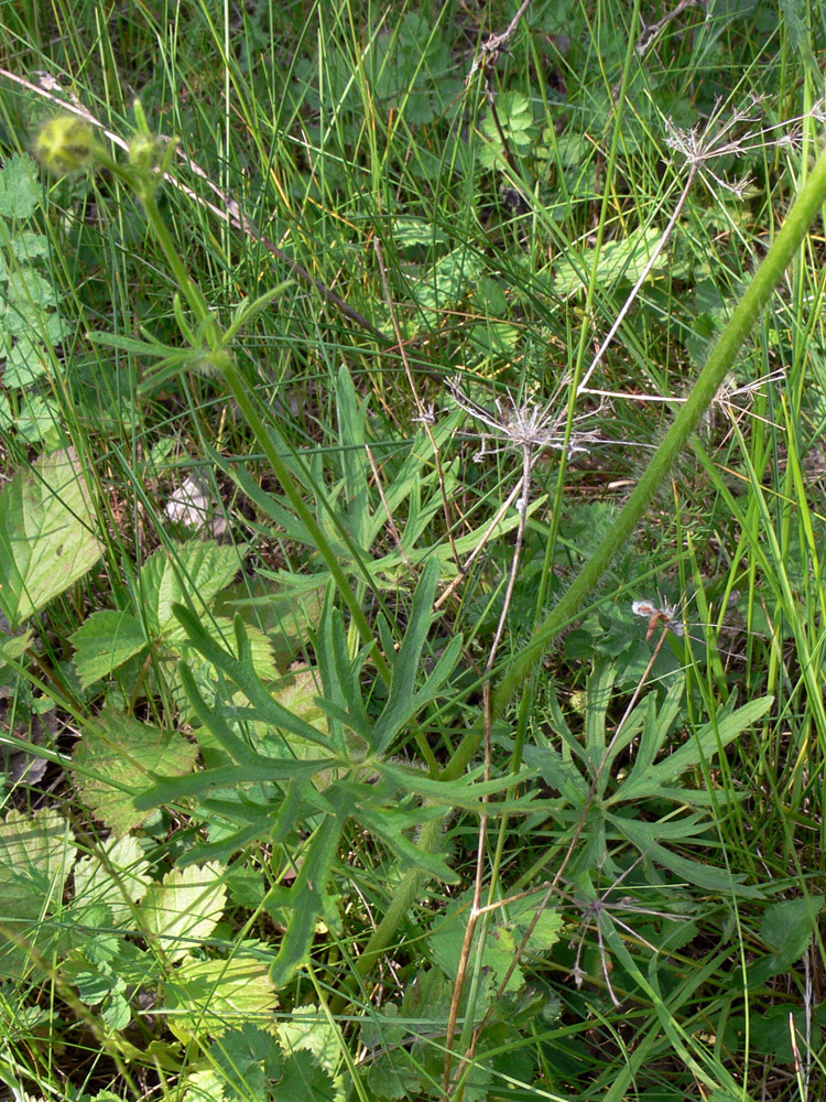 Image of Ranunculus polyanthemos specimen.