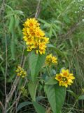 Lysimachia vulgaris. Верхушка цветущего растения. Саратовская обл., Энгельсский р-н, Волгоградское вдхр. 13 августа 2011 г.