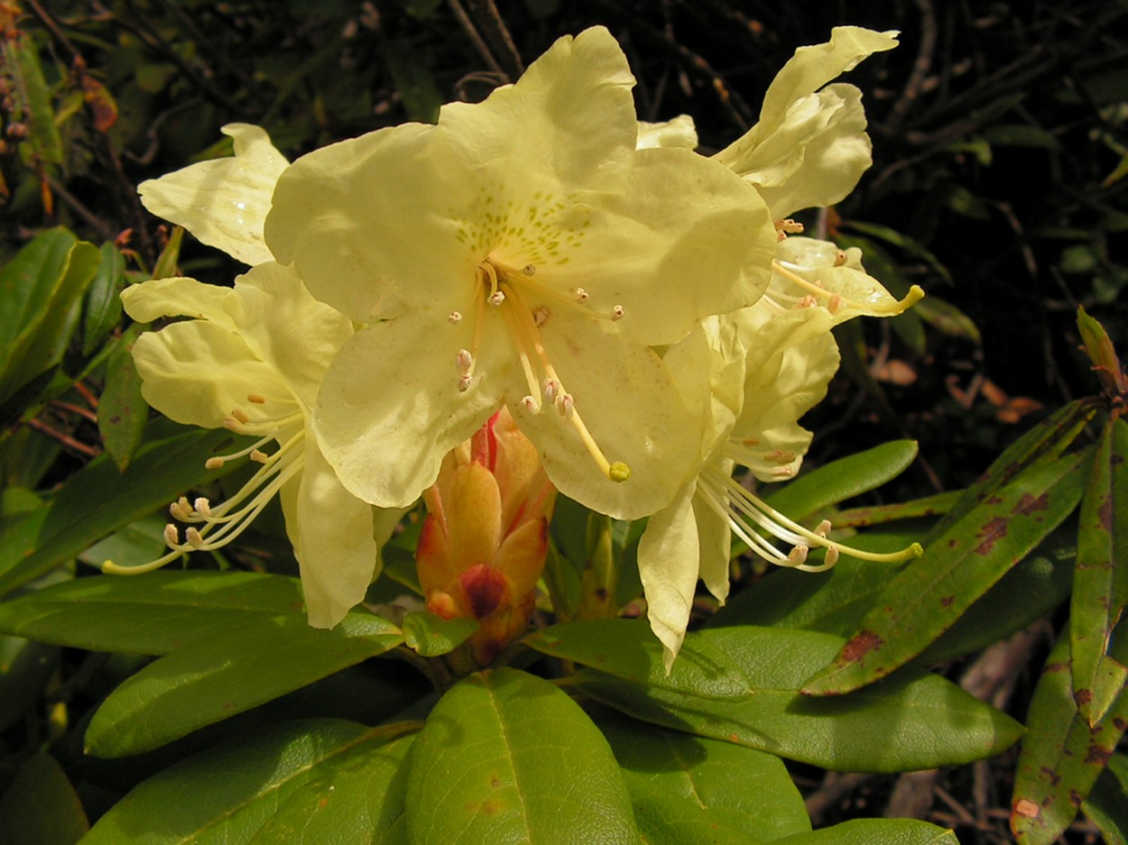 Image of Rhododendron aureum specimen.