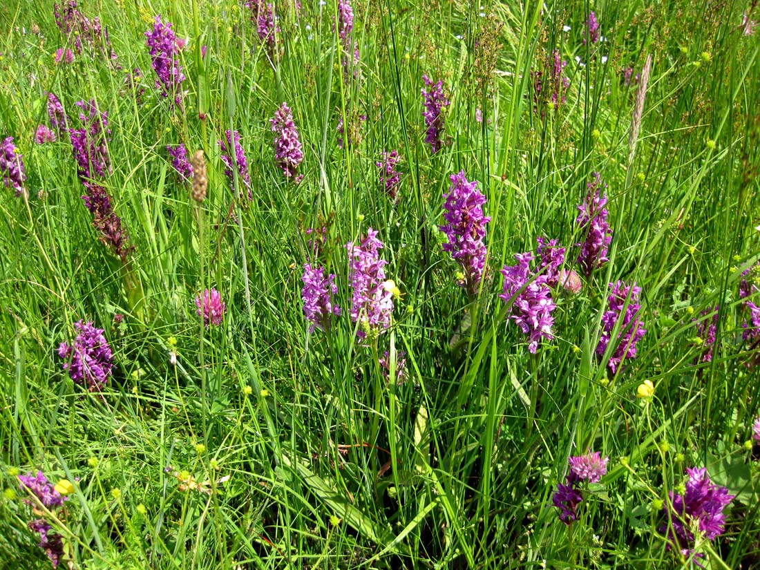 Image of Dactylorhiza majalis specimen.