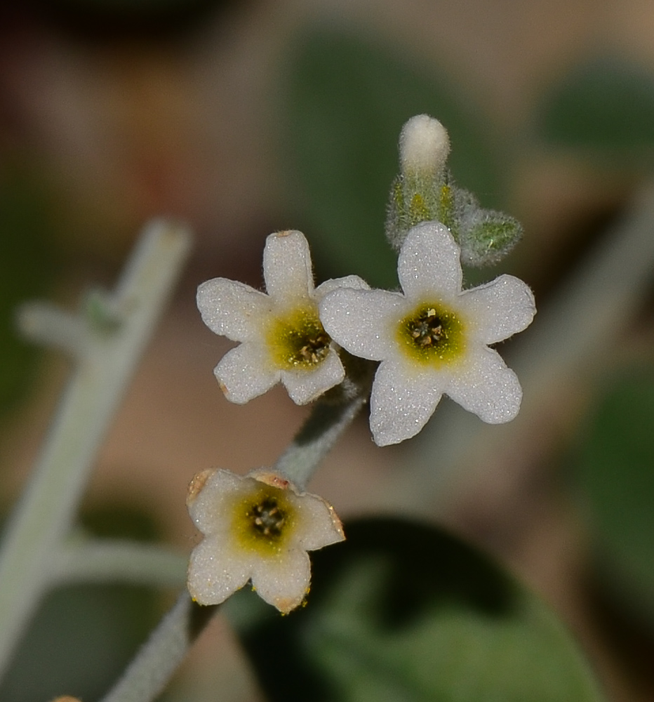 Image of Heliotropium maris-mortui specimen.