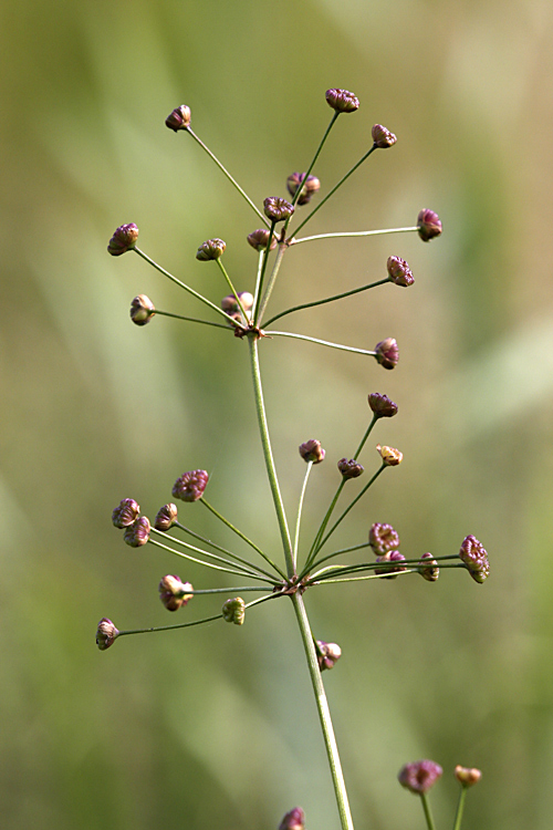 Image of Alisma plantago-aquatica specimen.