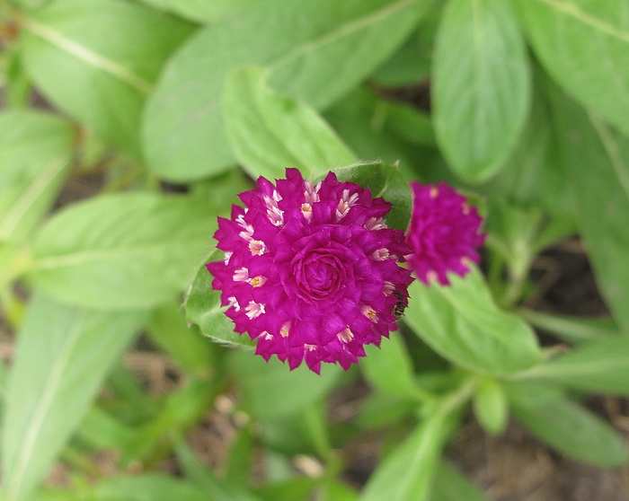 Image of Gomphrena globosa specimen.