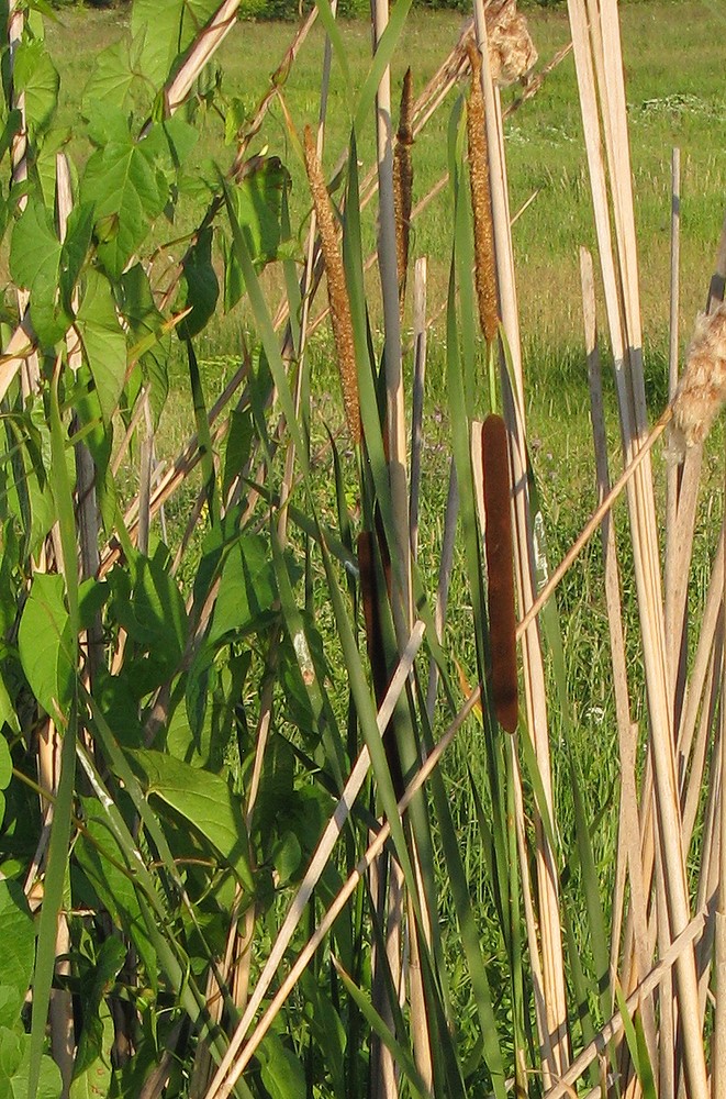 Изображение особи Typha angustifolia.