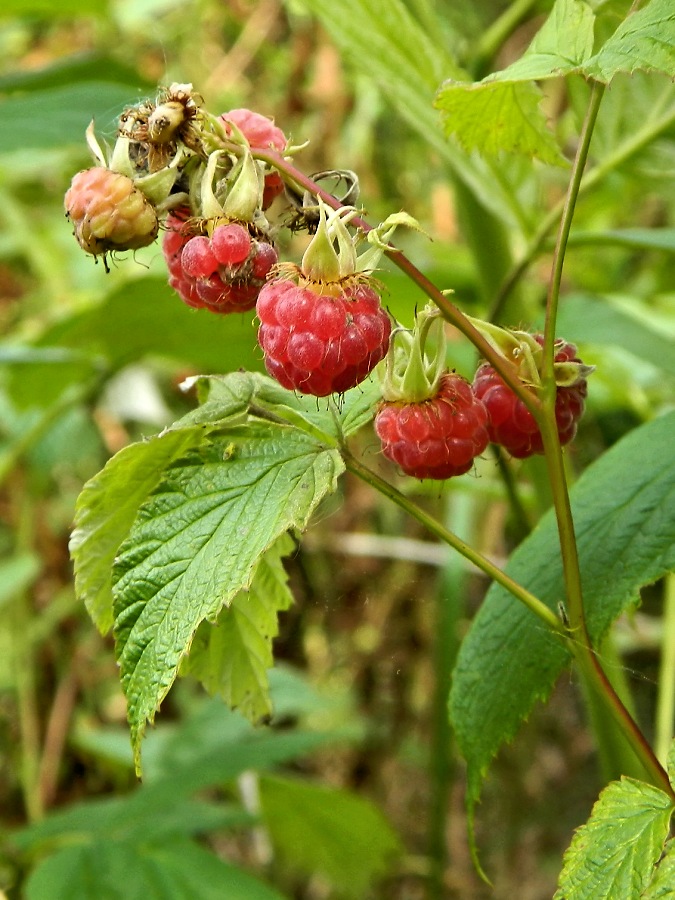 Image of Rubus idaeus specimen.