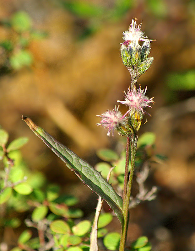 Image of genus Saussurea specimen.