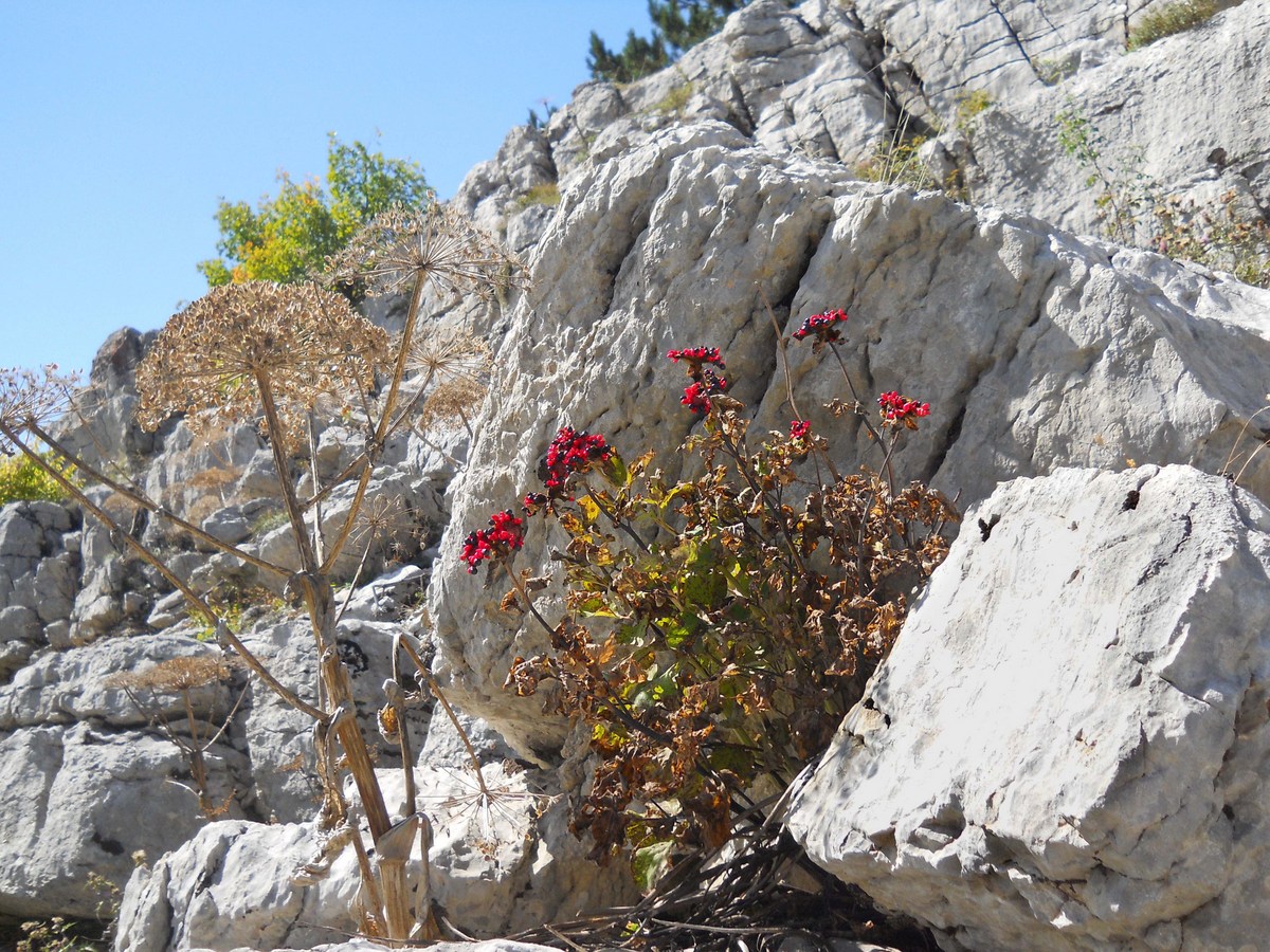 Image of Paeonia daurica specimen.