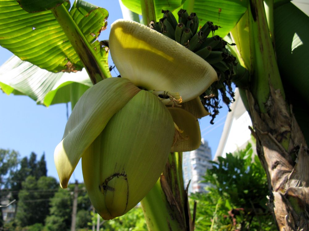 Image of Musa basjoo specimen.