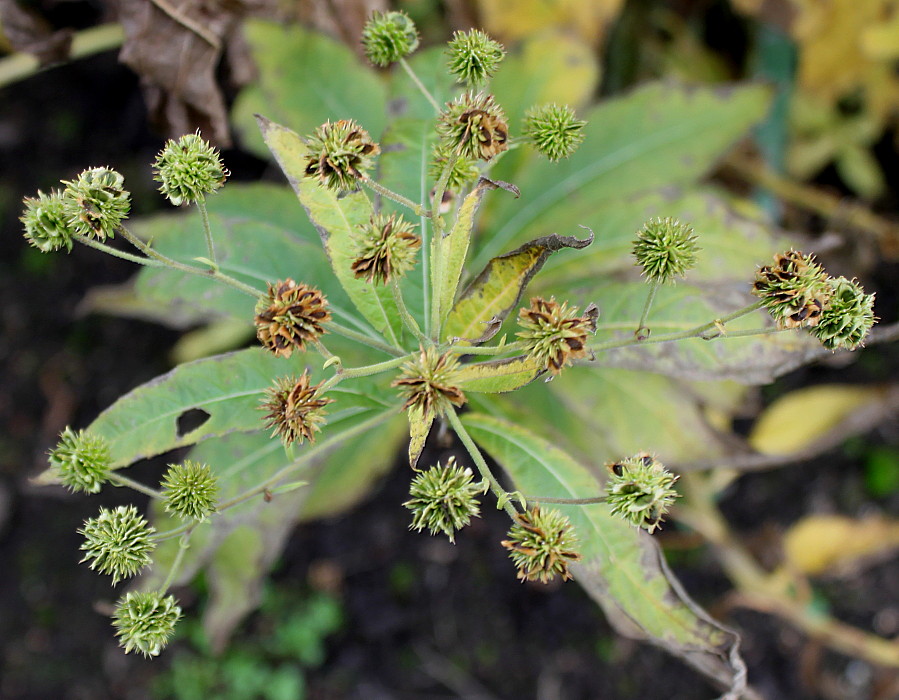 Изображение особи Verbesina alternifolia.