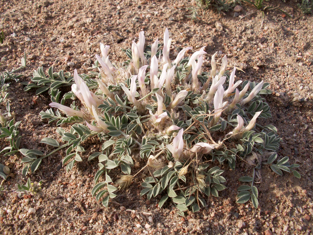 Image of Astragalus projecturus specimen.