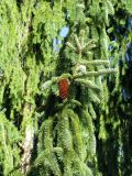 Picea abies. Ветвь со зрелой шишкой. Словения, Гореньска, г. Блед, остров на Бледском озере, территория Бледского замка. 09.09.2012.