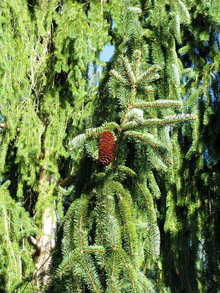 Image of Picea abies specimen.