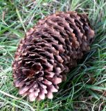 Picea abies. Перезревшая шишка. Германия, г. Krefeld, ботанический сад. 16.10.2012.