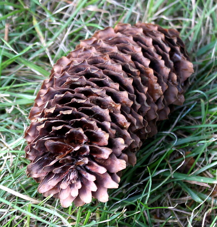 Image of Picea abies specimen.