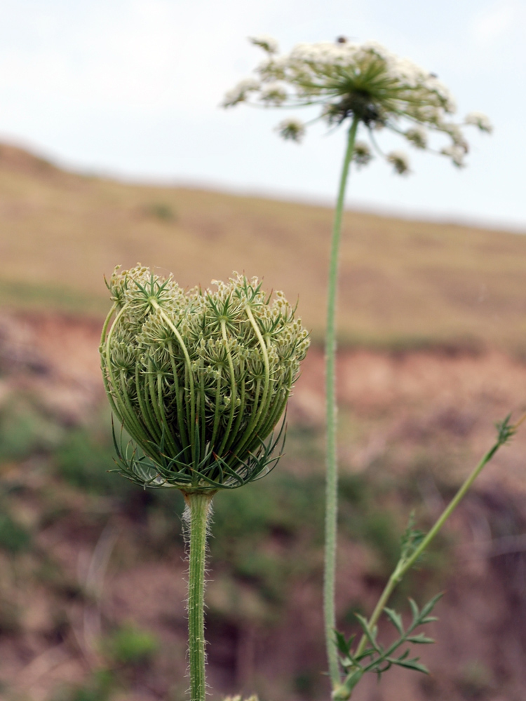 Image of Daucus carota specimen.