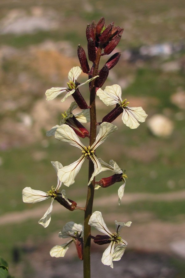 Image of Eruca sativa specimen.