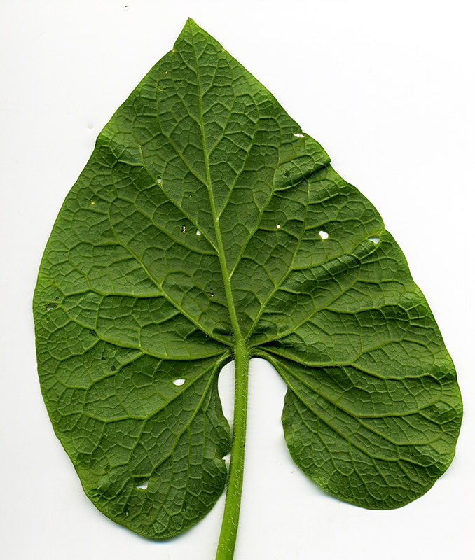 Image of Brunnera sibirica specimen.